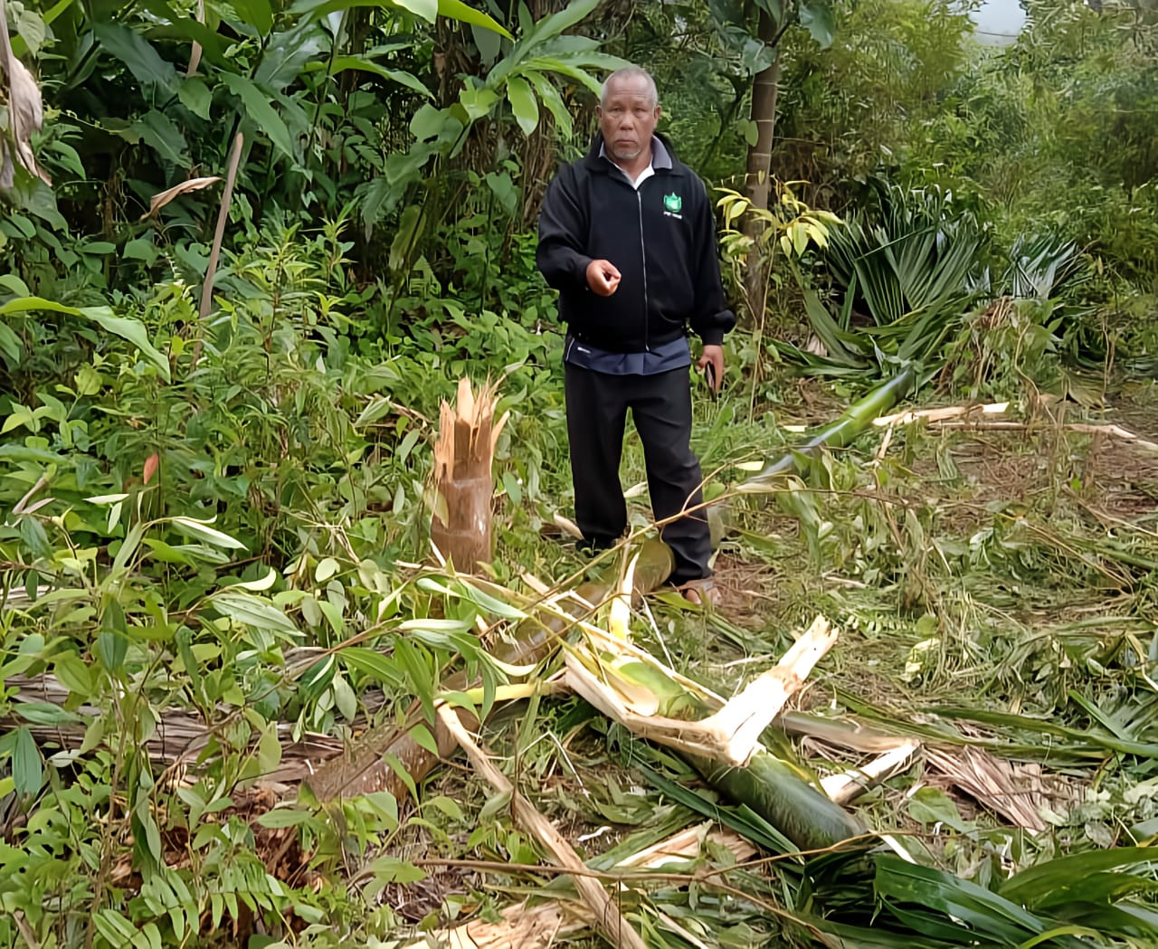 20 ekor gajah liar takutkan Orang Asli di Kampung Tekal