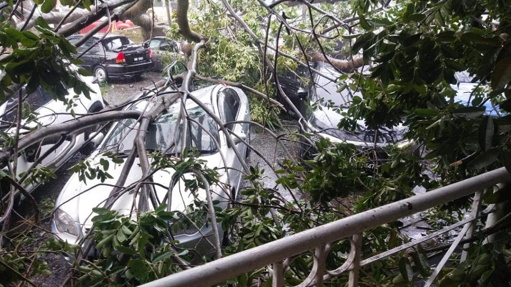 Tujuh kereta dihempap pokok tumbang, tiada mangsa terlibat