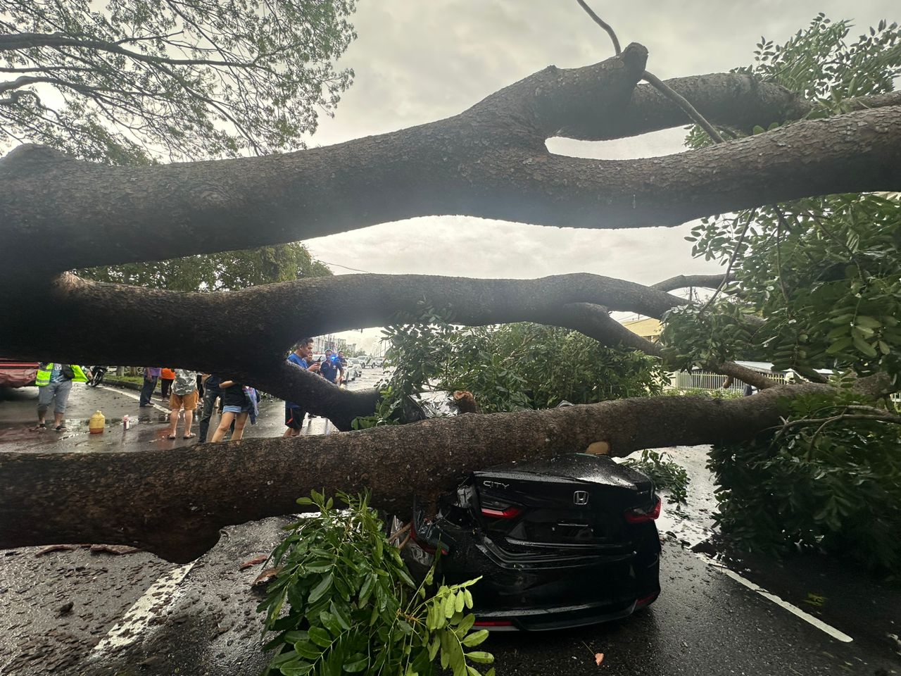 Lagi insiden pokok tumbang akibat hujan lebat, ribut di Pulau Pinang