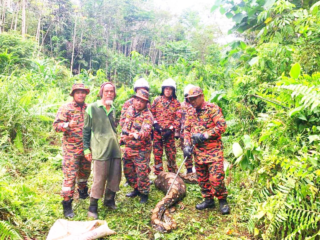 Ular sawa leka baham kambing perliharaan bapa