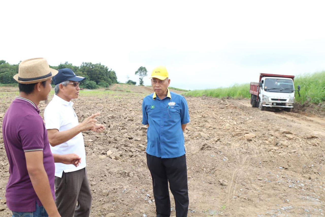 Penanaman nanas besar-besaran di Perlis