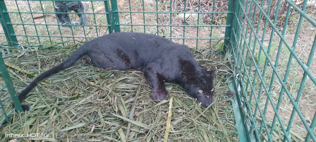 Harimau kumbang keluar hutan cari makan masuk perangkap