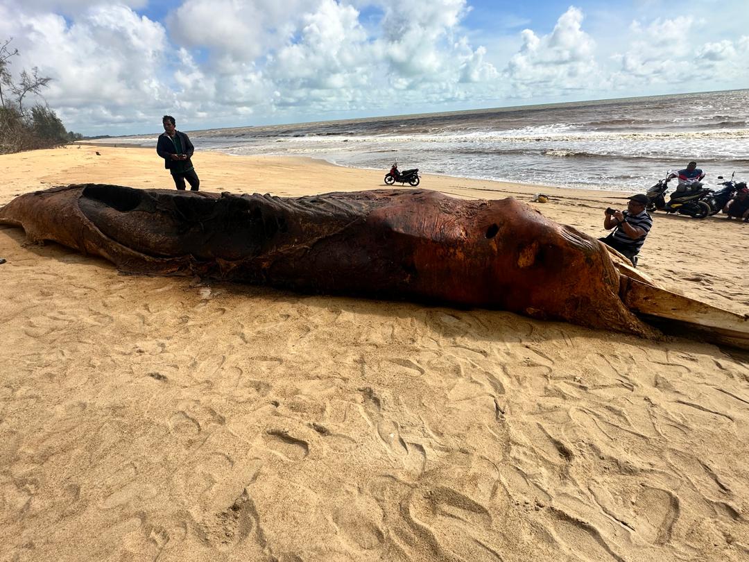 Bangkai paus terdampar di Pantai Sungai Miang