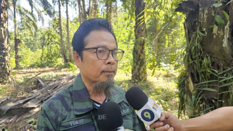 Harimau serang ternakan kembali ke Hutan Simpan Kinta