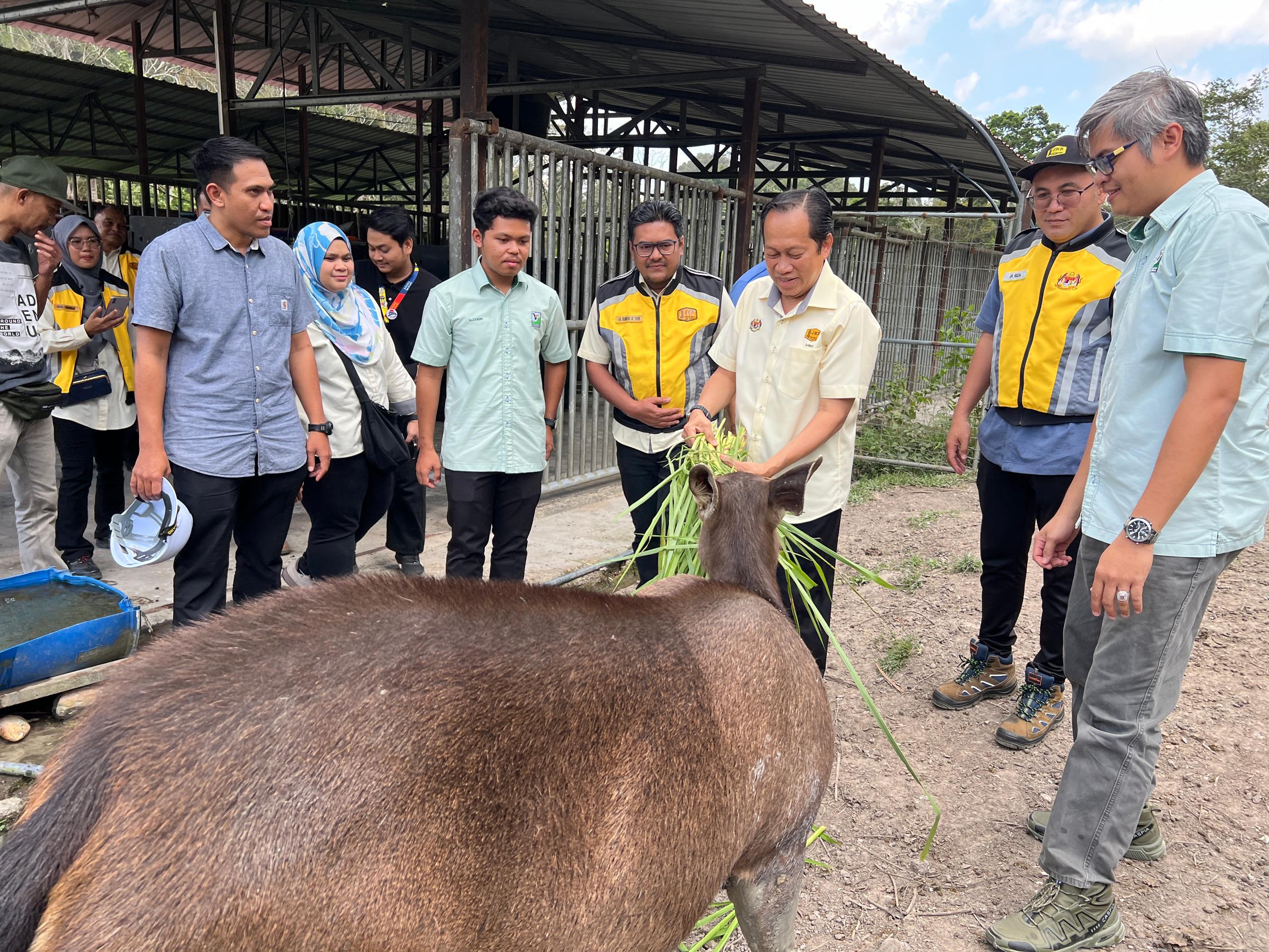 Ternakan rusa sambarkurangkan konflik manusia dengan Harimau Malaysia