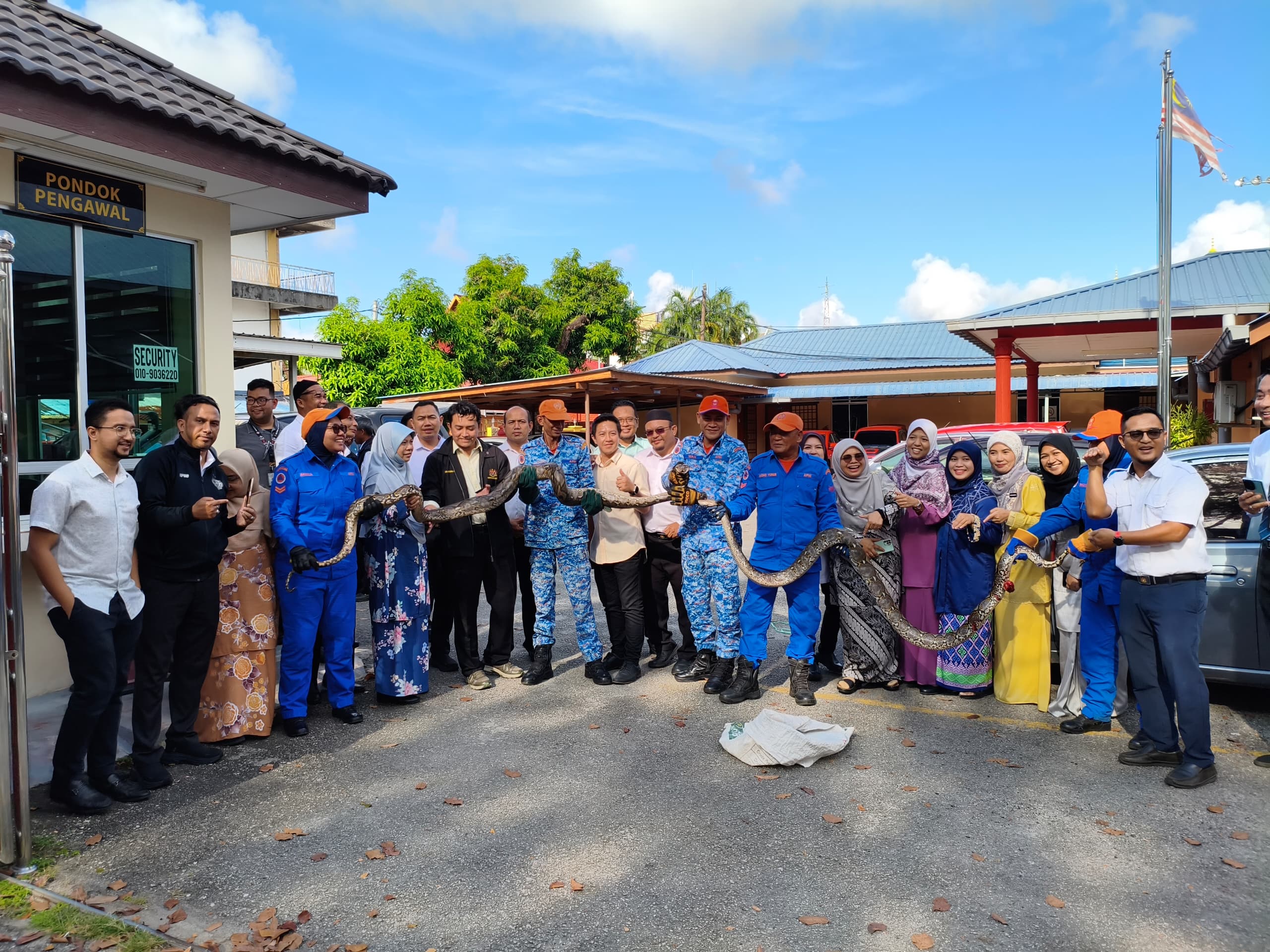 Sepasang ular sawa batik ‘ceroboh’ kawasan pejabat ditangkap