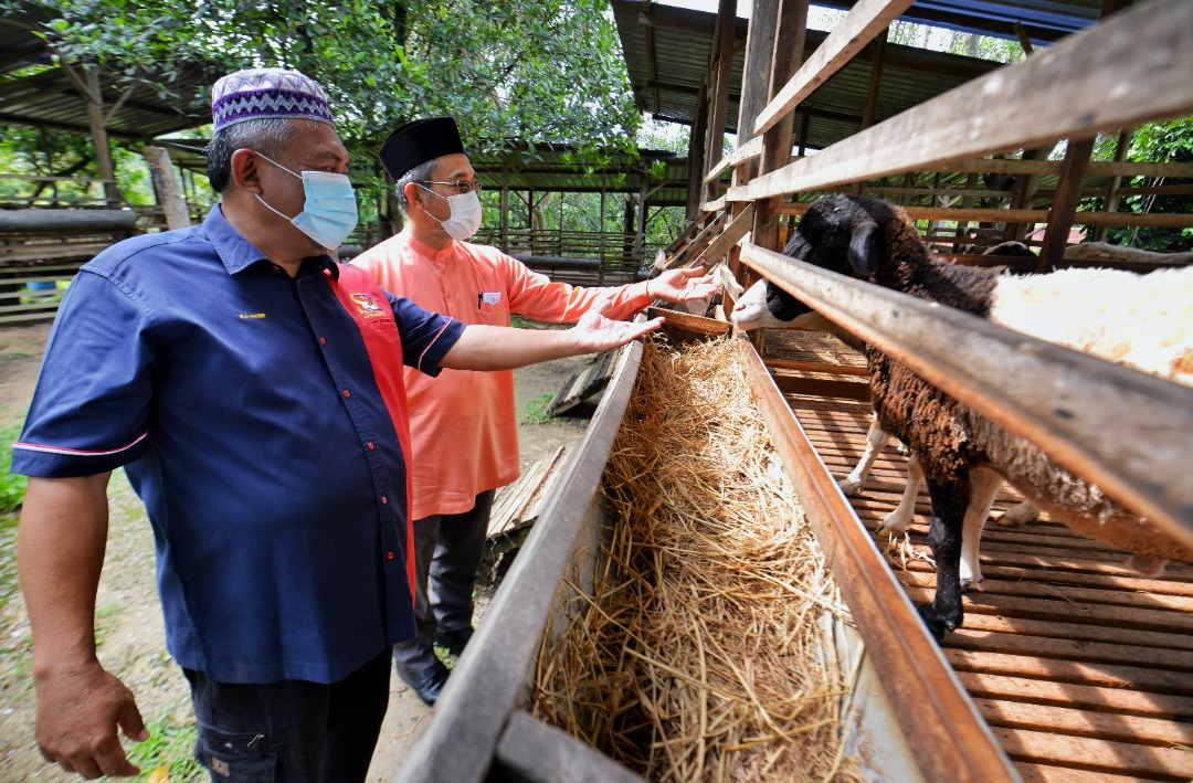 Negeri Sembilan tanam rumput napier di tanah rizab padang ragut