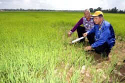 Pokok Padi Boleh Stres Akibat Panas Kemarau Utusan Malaysia