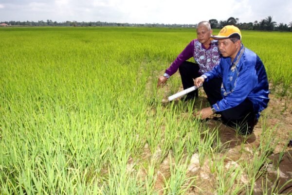 Pokok Padi Boleh Stres Akibat Panas Kemarau Utusan Malaysia