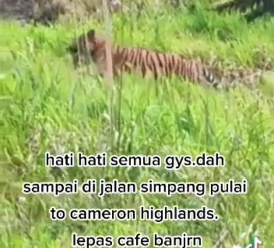 Perhilitan Perak siasat video harimau di Jalan Simpang Pulai-Cameron Highlands