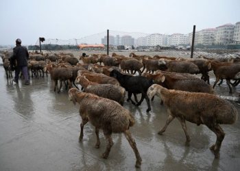 MEREKA yang melancarkan perang persepsi ibarat pengembala yang mengawal  ribuan biri-biri hanya dengan satu tempikan. – AFP