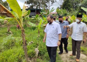 ABDUL Fattah Abdullah melihat keadaan pokok pisang nangka yang diusahakan oleh Koperasi Kariah Masjid Kundur Hulu yang rosak akibat banjir pada 18 Disember lalu.-UTUSAN/NOR AINNA HAMZAH.