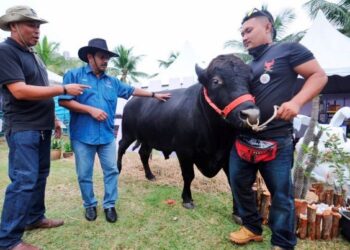 AZRIN Anil Khalid (kanan) bersama lembu sado kesayangannya, Tam pada Pameran Lembu Sado sempena NS Fest 2022 di Dataran Nilai, Seremban. - UTUSAN/MOHD. SHAHJEHAN MAAMIN