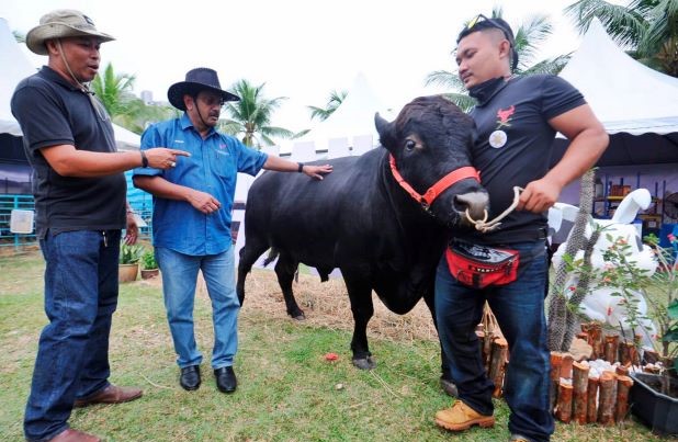 ternak lembu wagyu di malaysia