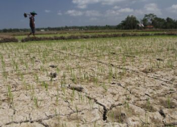 KAWASAN sawah padi yang kering susulan musim kemarau berpanjangan di Kupang, Nusa Tenggara Timur, Indonesia. - AGENSI