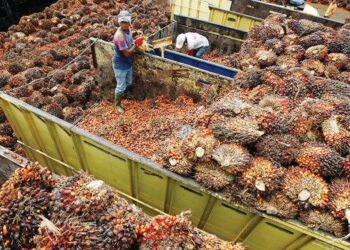 KEMASUKAN semula pekerja asing membolehkan syarikat perladangan mengatasi masalah tuaian dan pungutan BTS, sekali gus meningkatkan pengeluaran MSM. – GAMBAR HIASAN.