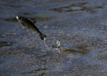 PIHAK berkuasa California akan memindahkan lebih 15 juta ikan salmon dari empat kolam ternak di Central Valley ke Lautan Pasifik. - AFP