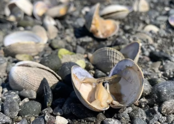 RATUSAN kepah ‘masak’ akibat suhu panas melampau di pantai Washington. - INSTAGRAM