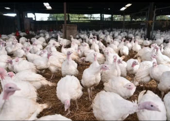 JANGKITAN selsema burung terbesar menyerang ayam, itik, ayam belanda dan burung-burung liar di Eropah. - AGENSI