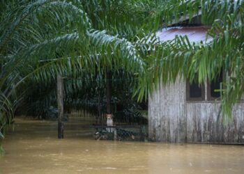 ANTARA haiwan yang terperangkap dalam bencana banjir ketika tinjauan di Terengganu. - UTUSAN/PUQTRA HAIRRY ROSLI