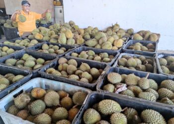 ROSLAN Abdul Razak menunjukkan durian yang dijual di Tikam Batu, Sungai Petani.