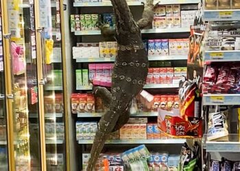 BIAWAK itu mencetuskan panik selepas keluar dari terusan berhampiran dan menyerbu kedai 7-Eleven di Nakhon Pathom, Thailand. - VIRALPRESS