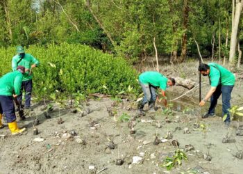 Kawasan pokok bakau semakin merosot di Malaysia selepas negara mencapai kemerdekaan. - Gambar hiasan