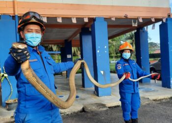 Uar tedung selar yang ditangkap ketika ditemui dalam bilik tangki air di sekolah menengah di Sungai Kob, Kulim semalam.