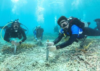 PESERTA Ekspedisi Pemuliharaan Karang menanam semula benih karang di Pulau Bidong, Kuala Nerus, Terengganu.