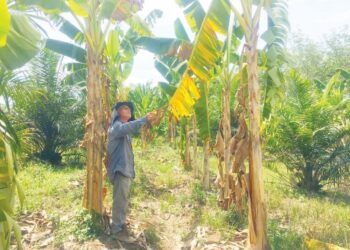 CHE Kamaruzaman Gan Chai menunjukkan pokok pisang miliknya yang terbantut akibat cuaca panas melampau di Kampung Bukit Gading, Tanah Merah, Kelantan baru-baru ini. – UTUSAN/ROSMIZAN RESDI