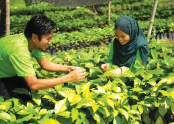 RAIHAN Shafiqah Ismail melihat anak pokok kopi di tapak semaian di Talang Hulu, Kuala Kangsar.