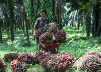 Permintaan terhadap minyak sawit Malaysia dijangka terus meningkat berikutan aktiviti ekonomi lebih rancak. – GAMBAR HIASAN