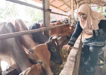 SITI Nur Fatimah Azman memberi makan lembu untuk ibadah korban di ladang ternakannya di Kampung Ayer Hitam Darat, Tanjung Bidara, Melaka. - UTUSAN/MUHAMMAD SHAHIZAM TAZALI