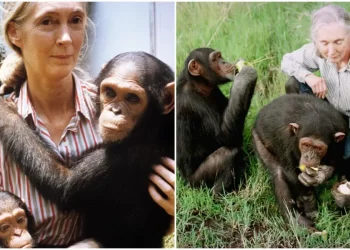 JANE Goodal bersama-sama haiwan primat peliharaan yang dikajinya. – AGENSI