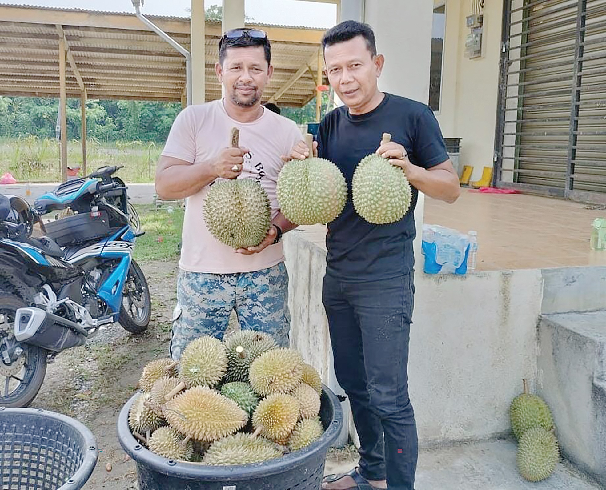 Durian Damak Mampu Saingi Musang King Utusan Malaysia