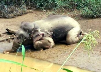 BANGKAI gajah yang ditemukan dengan 70 kesan das tembakan di Sungai Undin, Dumpas, Kalabakan pada dua tahun lalu-IHSAN JHL SABAH