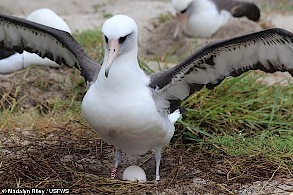 Burung Albatros Berusia 68 Tahun Bertelur Buat Kali Ke-37 - Utusan Malaysia