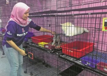 TEMPAT perlindungan kucing semakin mendapat permintaan tinggi terutama dalam kalangan mereka yang positif Covid-19. - GAMBAR HIASAN