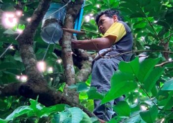 MOHAMMAD Saiful Izwan Mohamad Hilmi memasang penghala WiFi di atas pokok untuk mendapat capaian internet lebih baik di hadapan rumahnya di Kampung Tembak B, Baling, Kedah. – UTUSAN/NORLIDA AKMAL IDROS