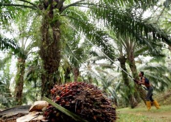 SEKIRANYA isu penyelewengan tidak selesaikan, ia boleh memberi kesan kepada peserta dan ekonomi negara. -GAMBAR HIASAN/UTUSAN