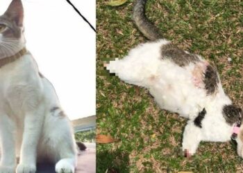 Keadaan seekor kucing bunting bernama Cantik yang dibunuh dengan kejam apabila keempat-empat kakinya dikerat.– SUMBER INTERNET