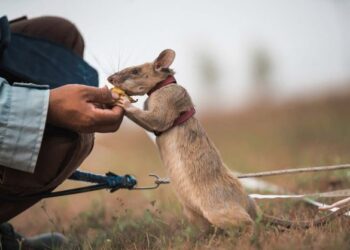 TIDAK semua tikus perlu dibunuh dan dihapuskan kerana ada  spesiesnya yang diancam kepupusan akibat kemusnahan habitat.-AFP