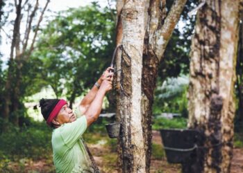 DI saat industri seperti sarung tangan mengaut untung besar, peneroka yang menghasilkan bahan mentah terus dihimpit kemiskinan. – GAMBAR HIASAN/UTUSAN