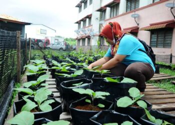 KEBUN bandar boleh diberikan keutamaan dalam mendepani isu keselamatan makanan negara.-UTUSAN/RAJA JAAFAR ALI