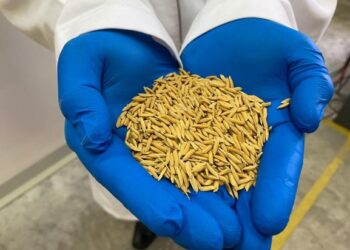 Malaysia turut menghasilkan varieti padi berkualiti yang boleh menjadi sumber utama beras negara. – Gambar hiasan