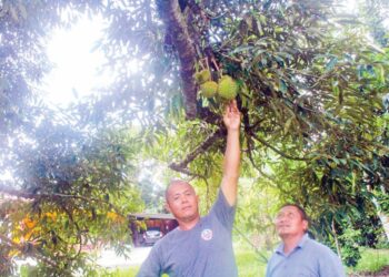 AZMI MOHAMED (kiri) dan Jais Munaseri menunjukkan buah durian yang dijangka mula gugur awal bulan depan di Kampung Melayu Raya, Pontian, Johor.