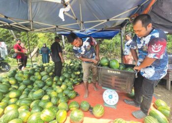 ZUHAIRI Hashim (kanan) dibantu rakannya menimbang buah tembikai yang dijualnya di Bandar Baru, Gua Musang, Kelantan. - UTUSAN/AIMUNI TUAN LAH