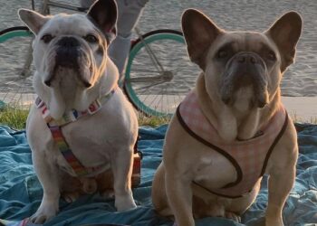 ANJING baka French Bulldog yang bernama Koji dan Gustav selamat ditemui. -INSTAGRAM