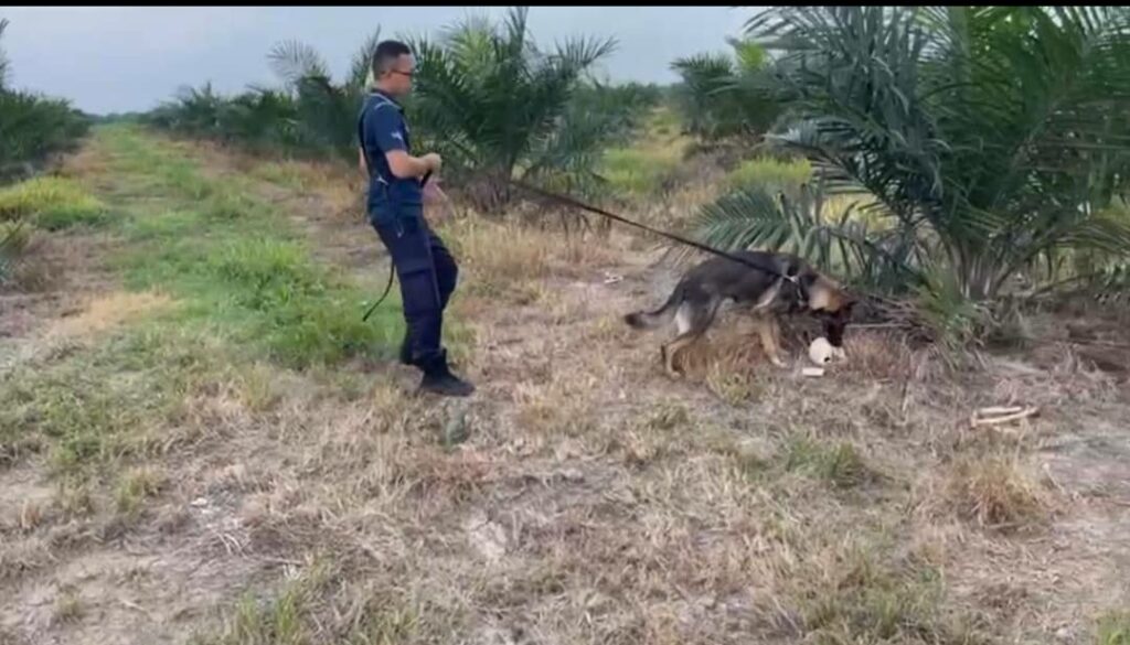 Tengkorak, tulang manusia dijumpai di ladang kelapa sawit ...