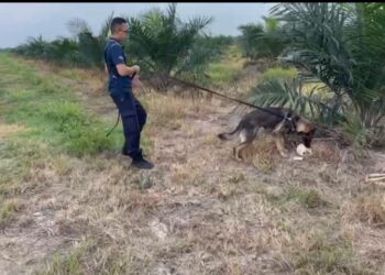 TENGKORAK dan tulang manusia yang ditemukan di ladang kelapa sawit di Batu Lima, Jalan Maharajalela di Teluk Intan hari ini. - HSAN PDRM